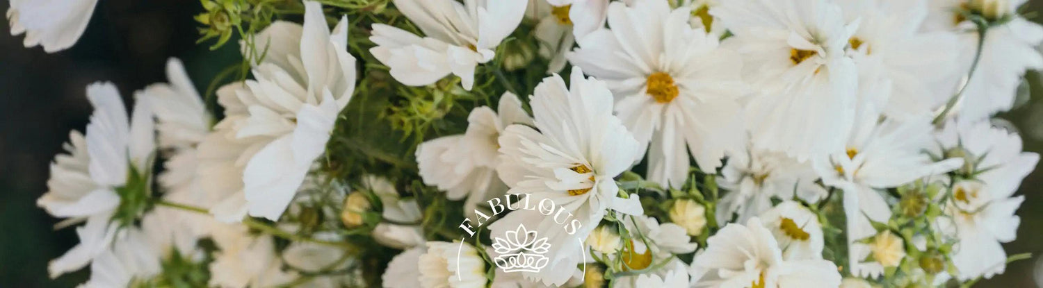 A close-up of white cosmos flowers in full bloom, representing joy and beauty in various cultures. Classic symbol of peace and harmony. Fabulous Flowers and Gifts.