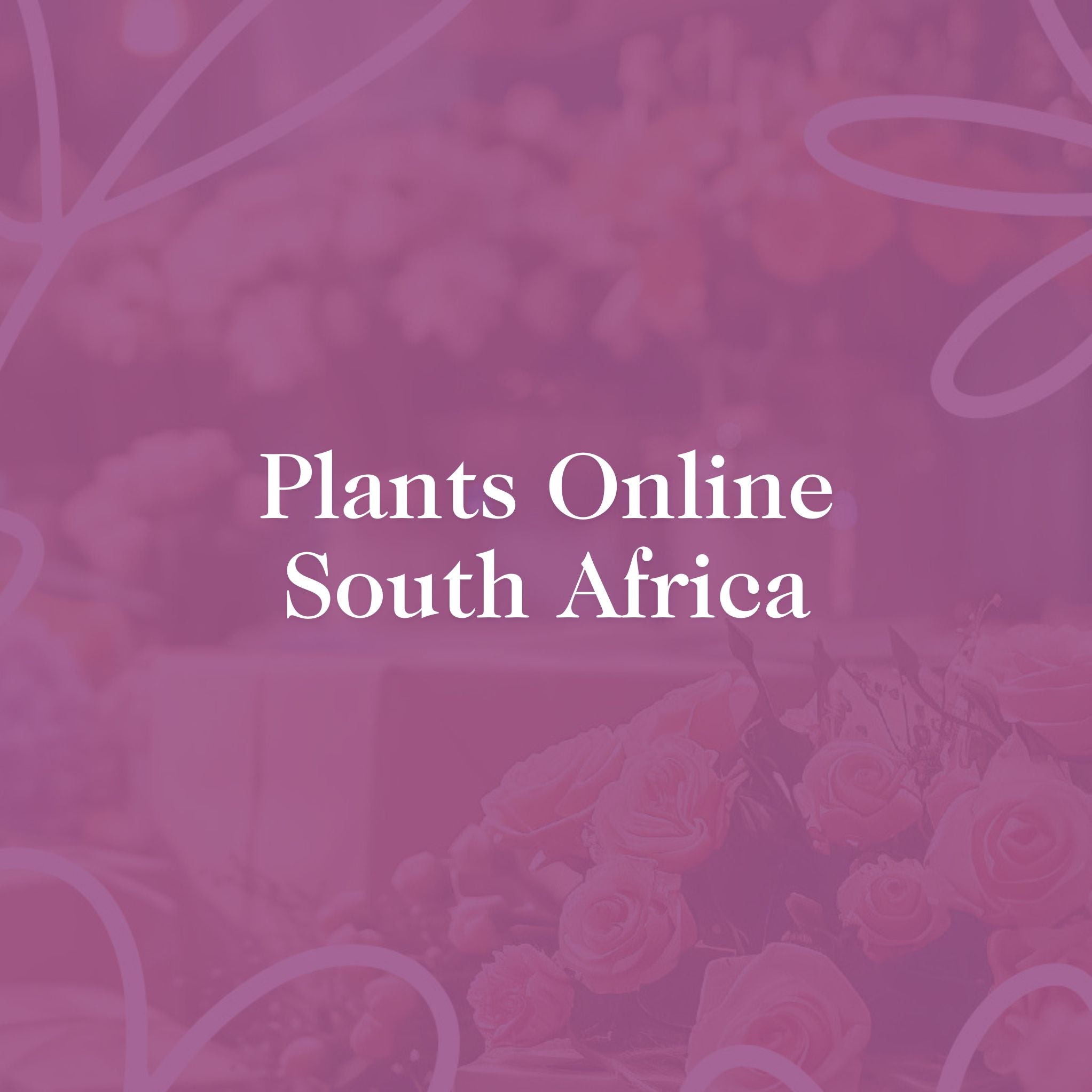 Plants Online South Africa text overlay on a pink floral background, representing the Fabulous Flowers & Gifts plant collection.