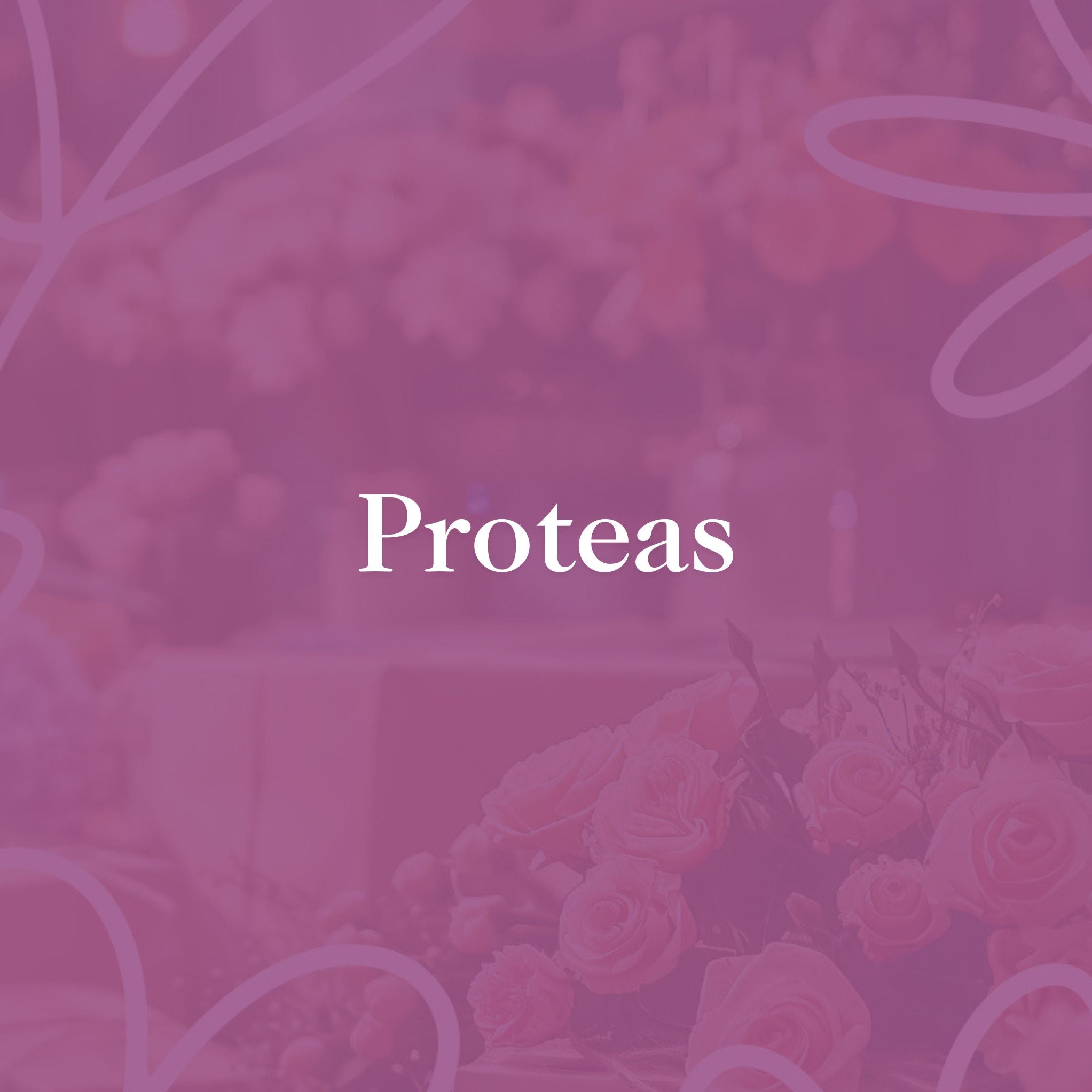 Proteas - A soft, pink-toned image featuring roses with a blurred floral background, and the word 'Proteas' in white text.