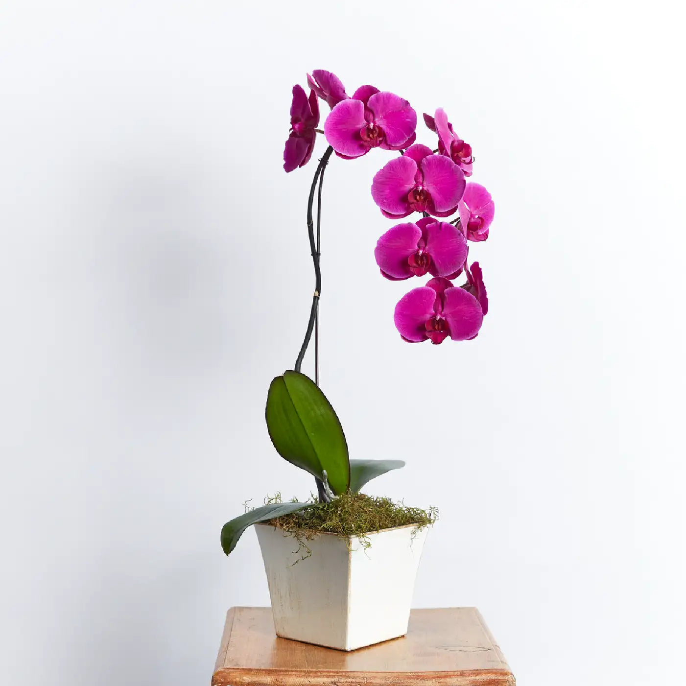 A stunning purple orchid plant in a white ceramic pot, displayed on a wooden table against a plain background. Business Gifting. Fabulous Flowers and Gifts.