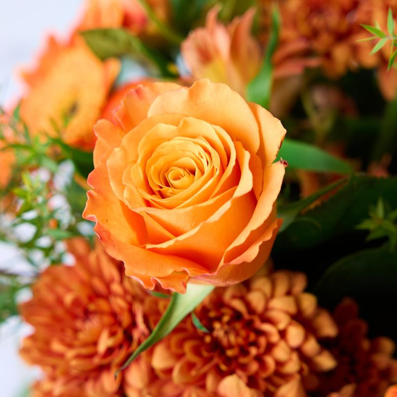 Close-up of an orange rose from the Citrus Couture Flower Arrangement, surrounded by chrysanthemums and greenery.