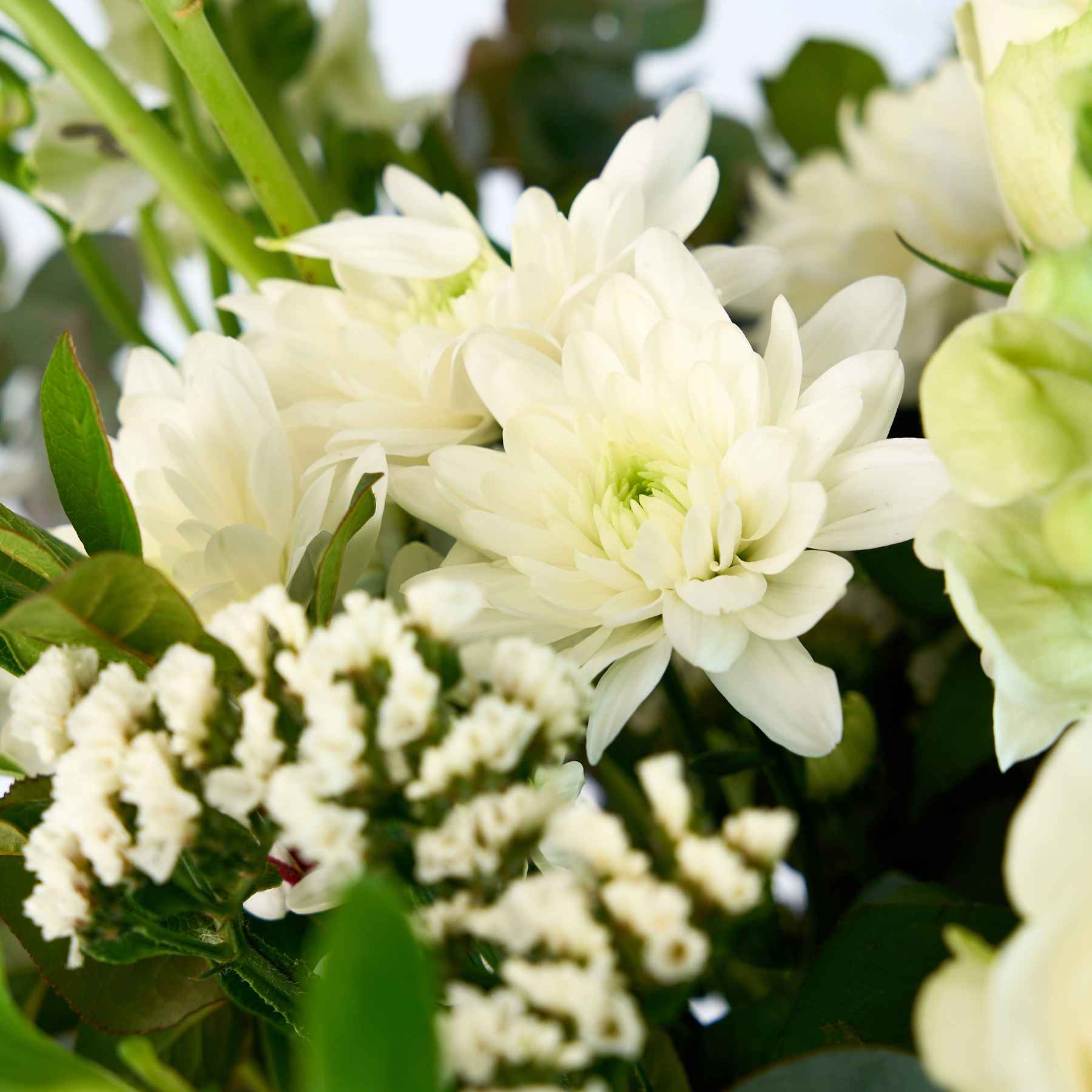 Close-up of white chrysanthemum flowers within a classic white flower arrangement, highlighting their delicate petals and lush greenery.