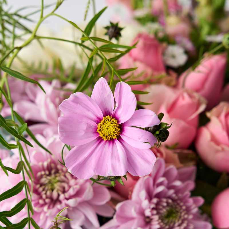 Close-up view of a pink cosmos flower in the Creative Poetry Flower Arrangement.