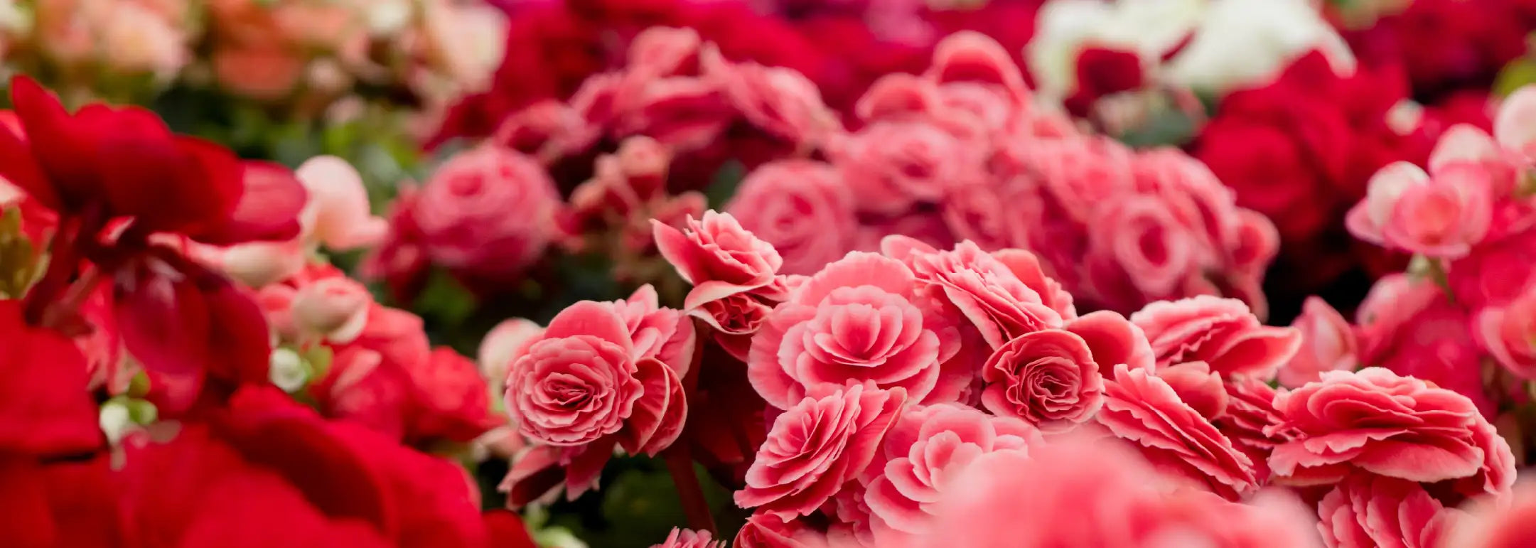 Close-up of vibrant red and pink roses with the text 'Transform Your Space with Fabulous Flowers Today.' Contact Us. Fabulous Flowers and Gifts.