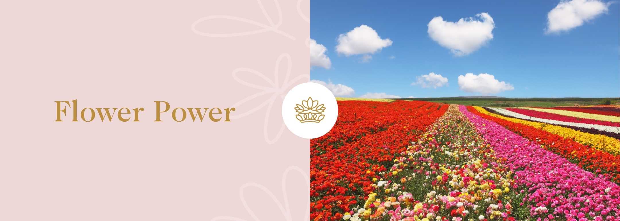 Vibrant panoramic banner for 'Flower Power' featuring a breathtaking field of multicoloured flowers under a clear blue sky, with elegant gold script text and a floral emblem on a soft peach background.