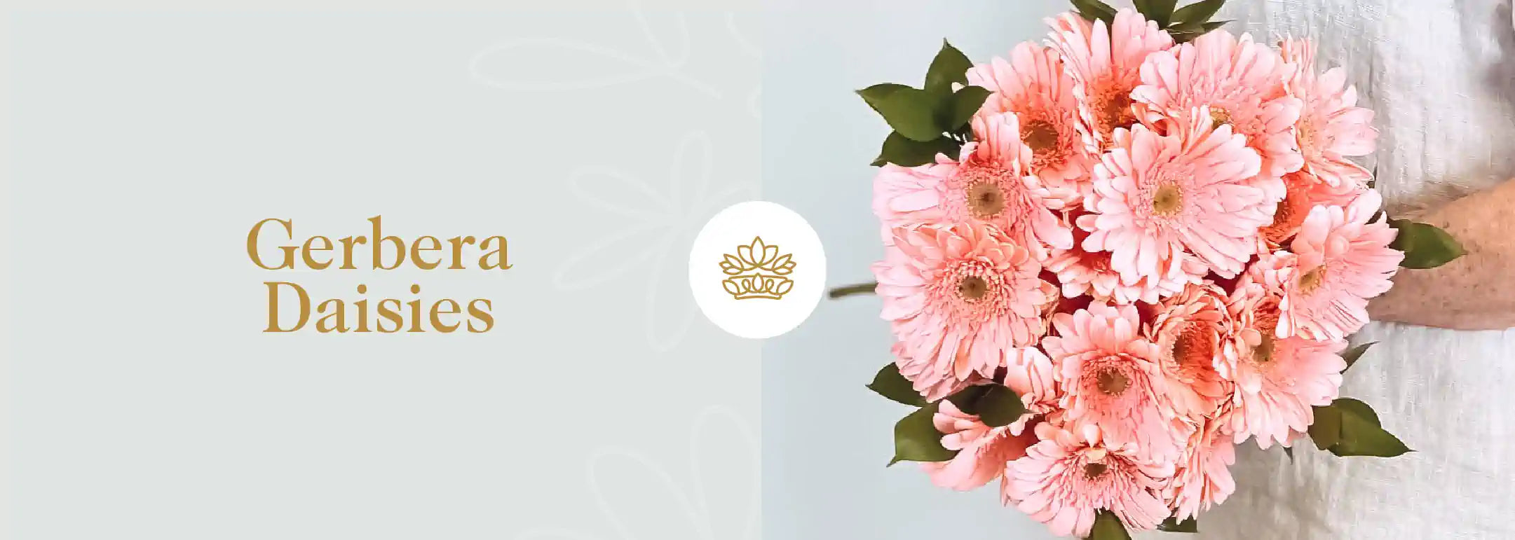 A person holding a lush bouquet of soft pink Gerbera daisies, full of cheer and vibrancy, under the inscription 'Gerbera Daisies' with a flower crown emblem - Fabulous Flowers and Gifts.