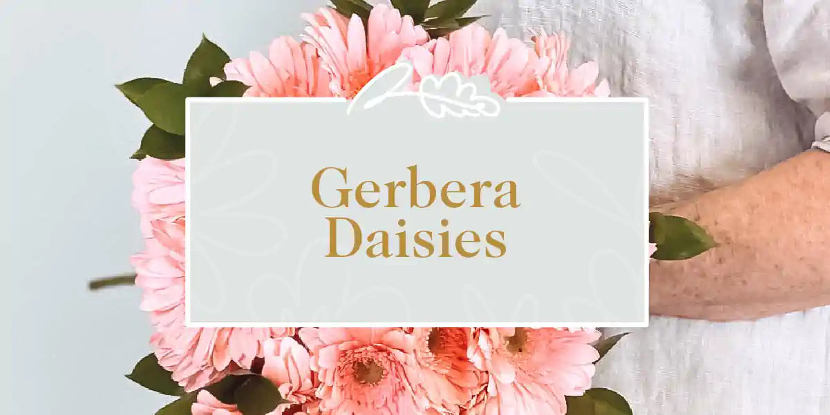 A cheerful bouquet of pink Gerbera daisies, offering bright and happy vibes. Fabulous Flowers and Gifts - Gerbera Daisies