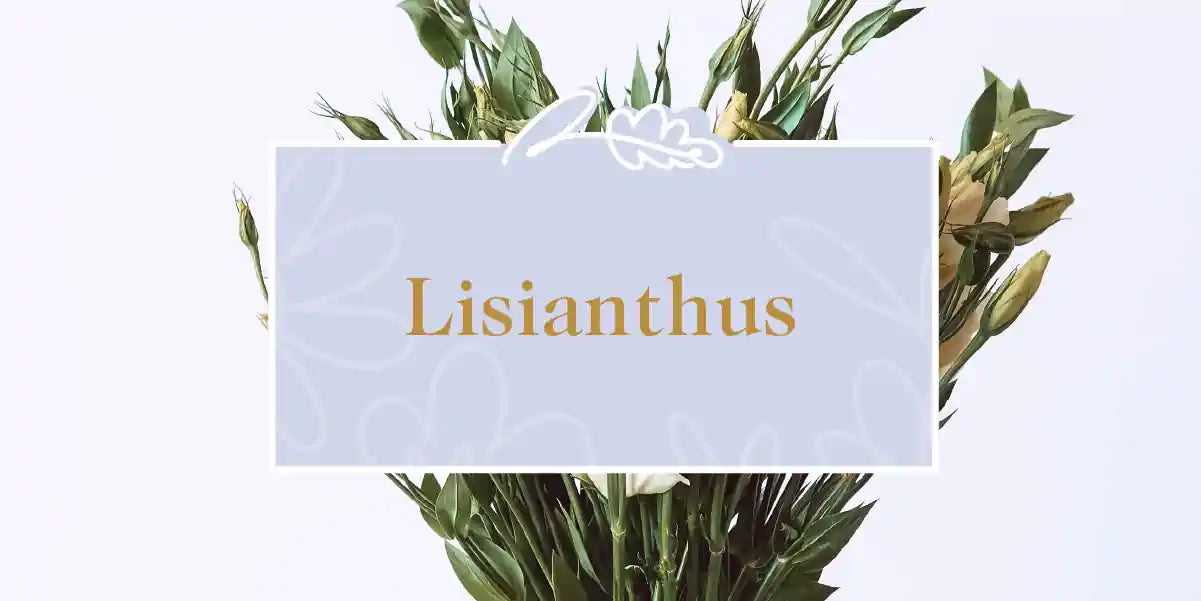 A vibrant arrangement of lisianthus flowers, perfect for a special occasion. Fabulous Flowers and Gifts - Lisianthus