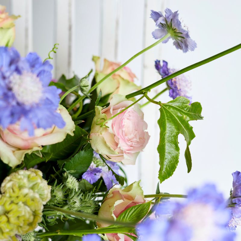 Elegant floral close-up with light pink roses and vibrant blue flowers.