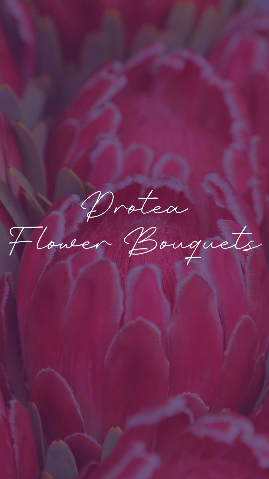 Vertical promotional image for 'Protea Flower Bouquets' featuring close-up details of vibrant red protea petals with elegant white script overlay