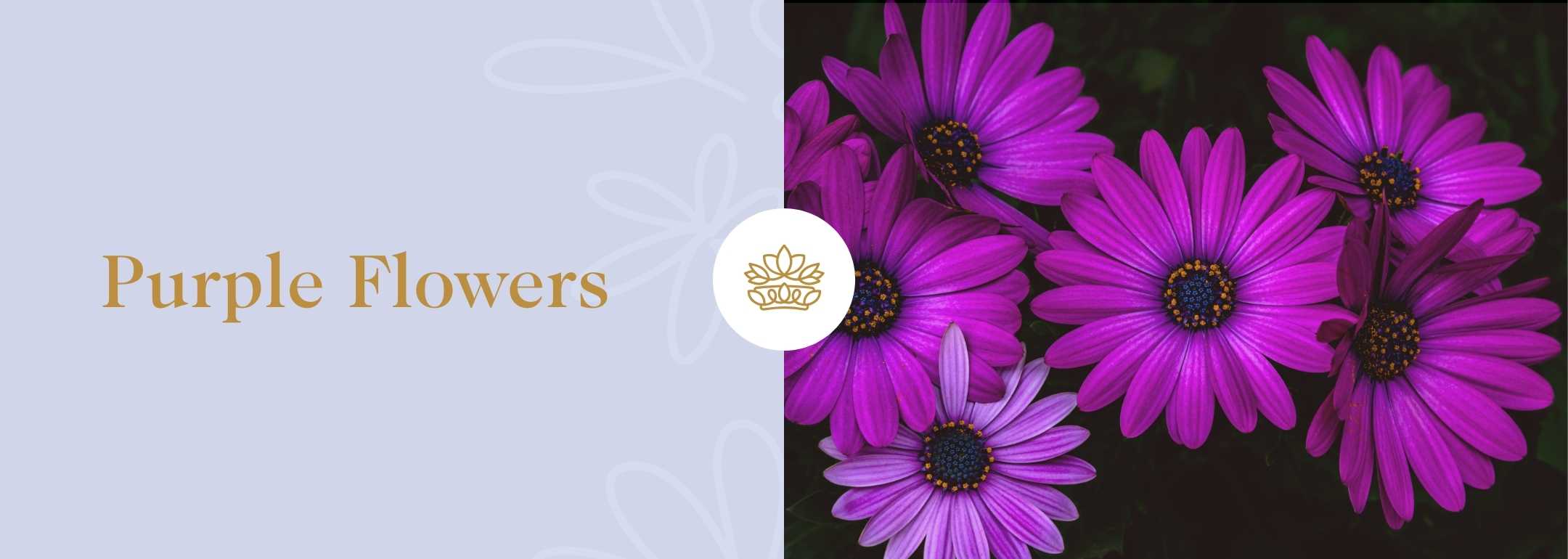 Vibrant purple daisies with prominent dark centres, showcased in a captivating floral display, symbolising elegance and charm.