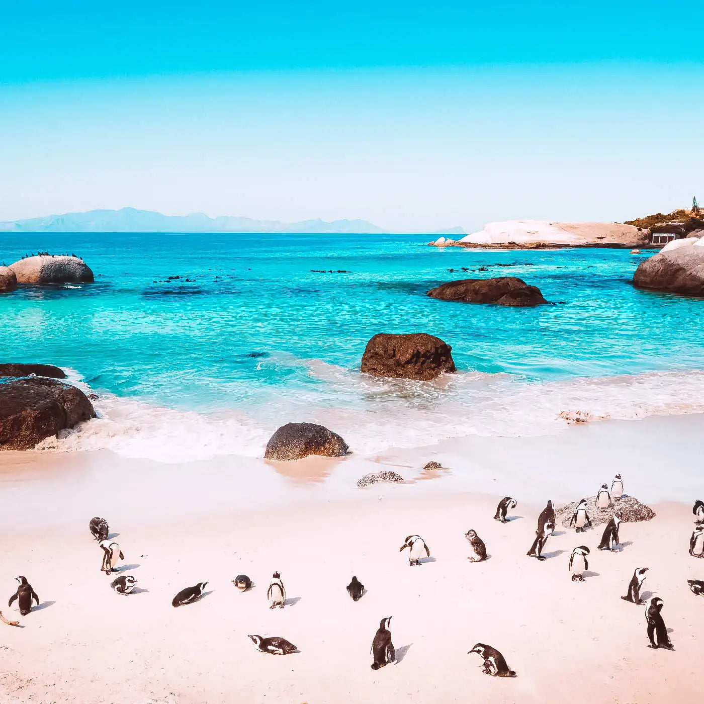 Sandy beach with penguins by turquoise water and rocky shore under a clear blue sky and Penguins. Fabulous Flowers and Gifts. Cape Town.