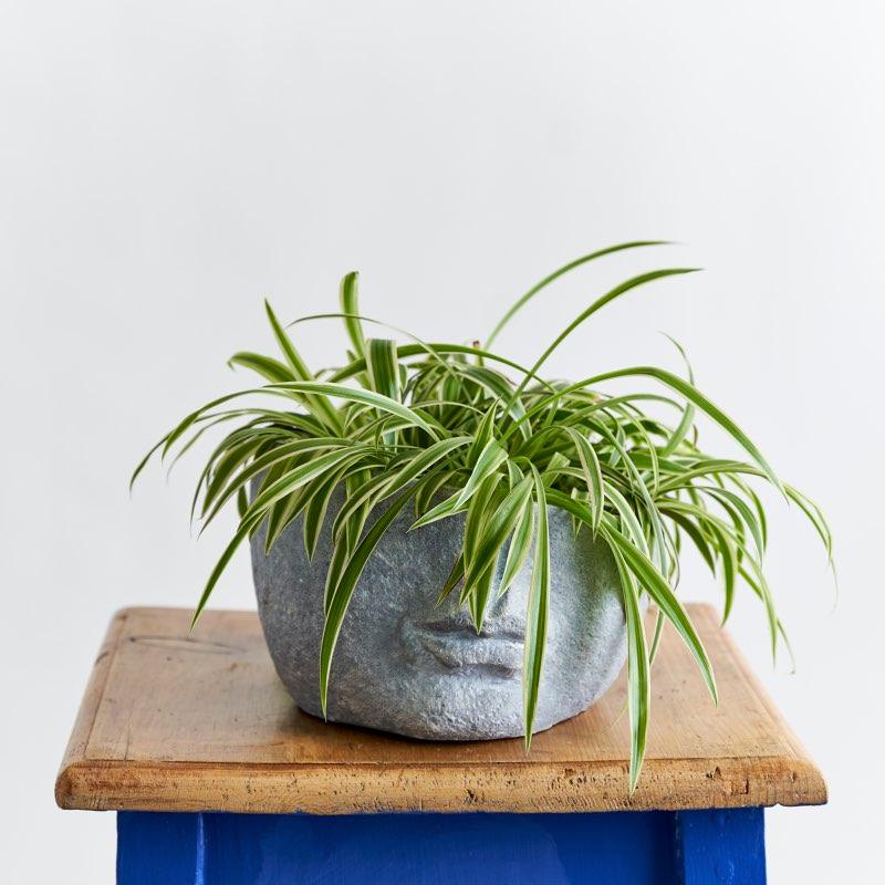 Floppy Fringe Pot Plant | Fabulous Flowers